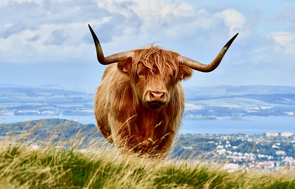 Highland cows wildlife Scotland